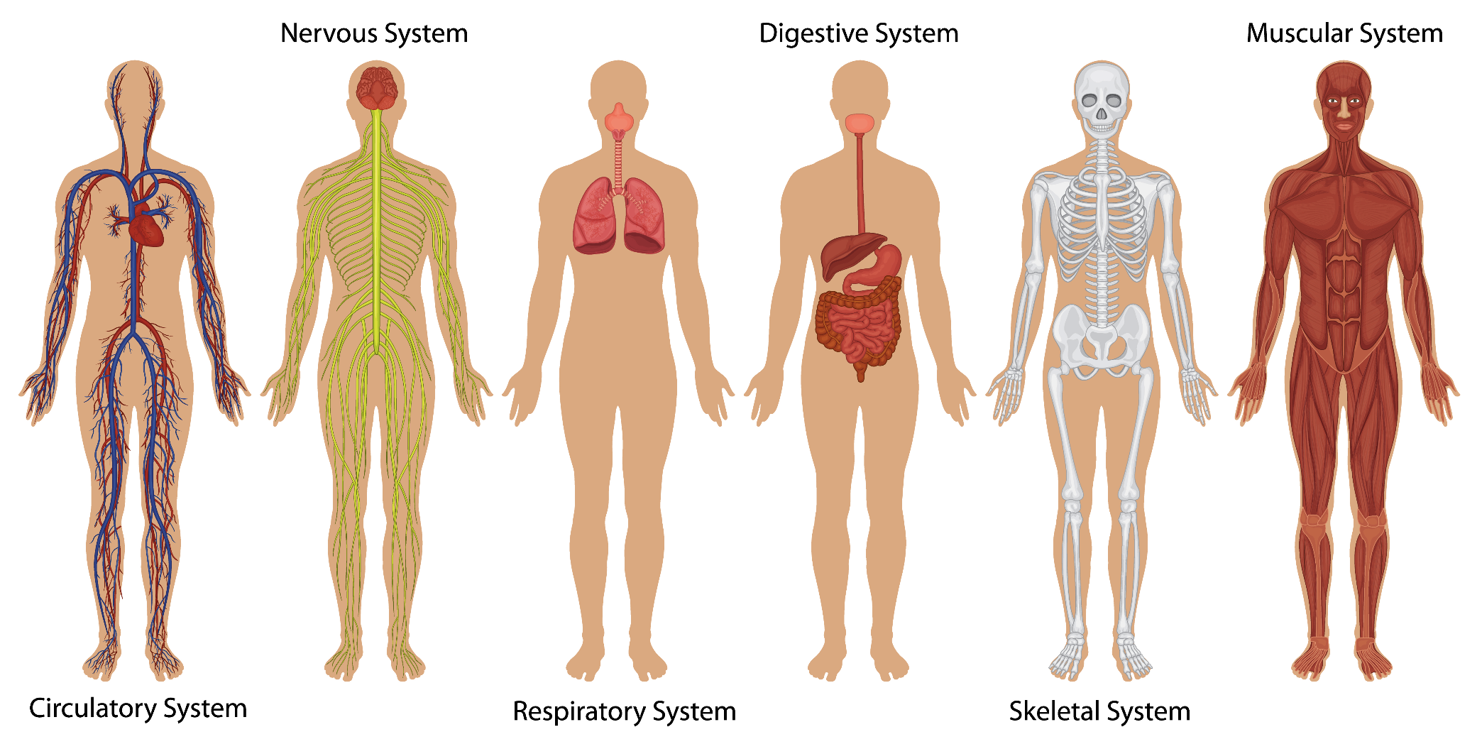 Illustration showing six human body schemas with each a sub system of the body, like the Nervous System, Muscular System or others 